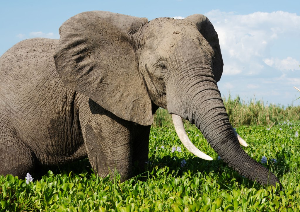 Liwonde National Park: Malawi’s Hidden&nbsp;Jewel