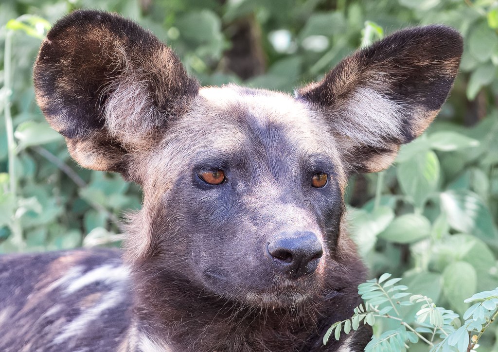 Last Chance to See: African Wild&nbsp;Dogs