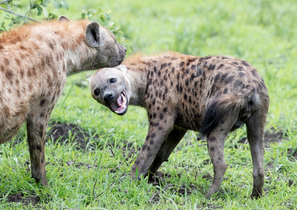 The Christmas Hyenas
