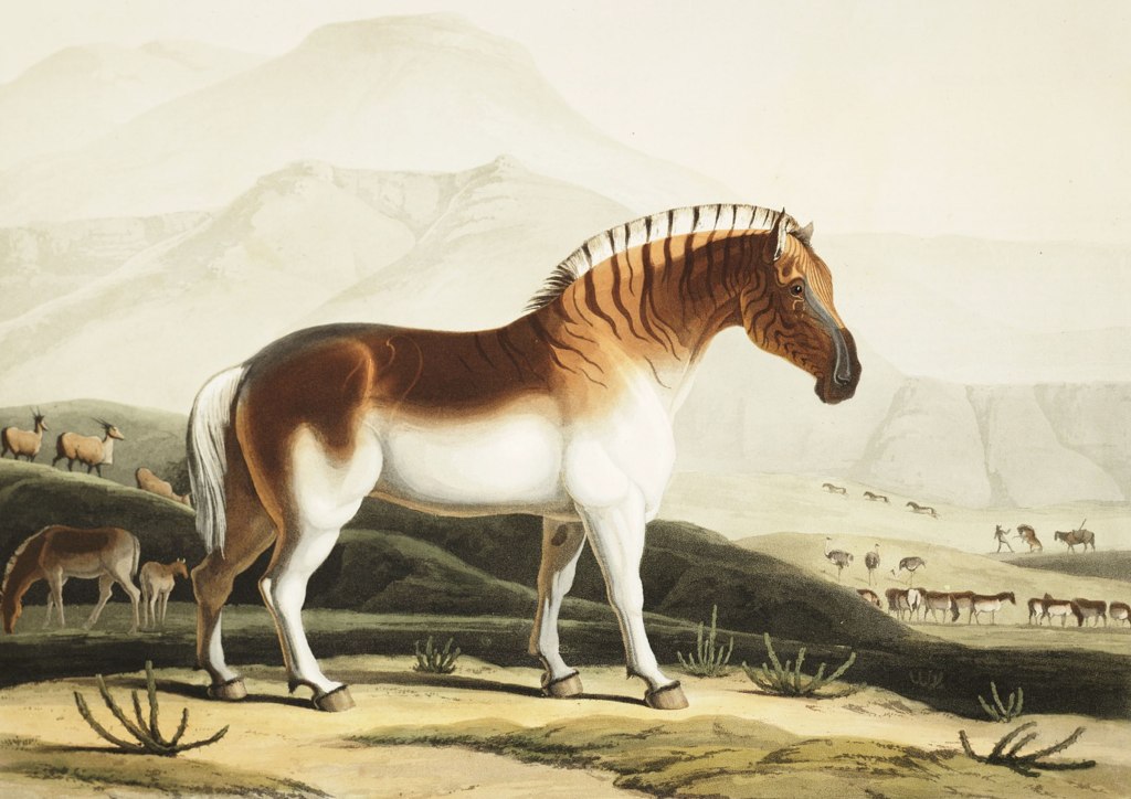 Three Zebras and Two Rhinos: William J Burchell