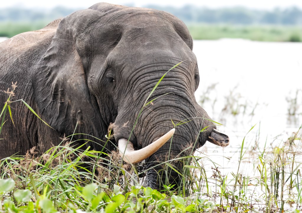 The Demise of Malawi’s Elephants: Part 1 – Before the&nbsp;Slaughter