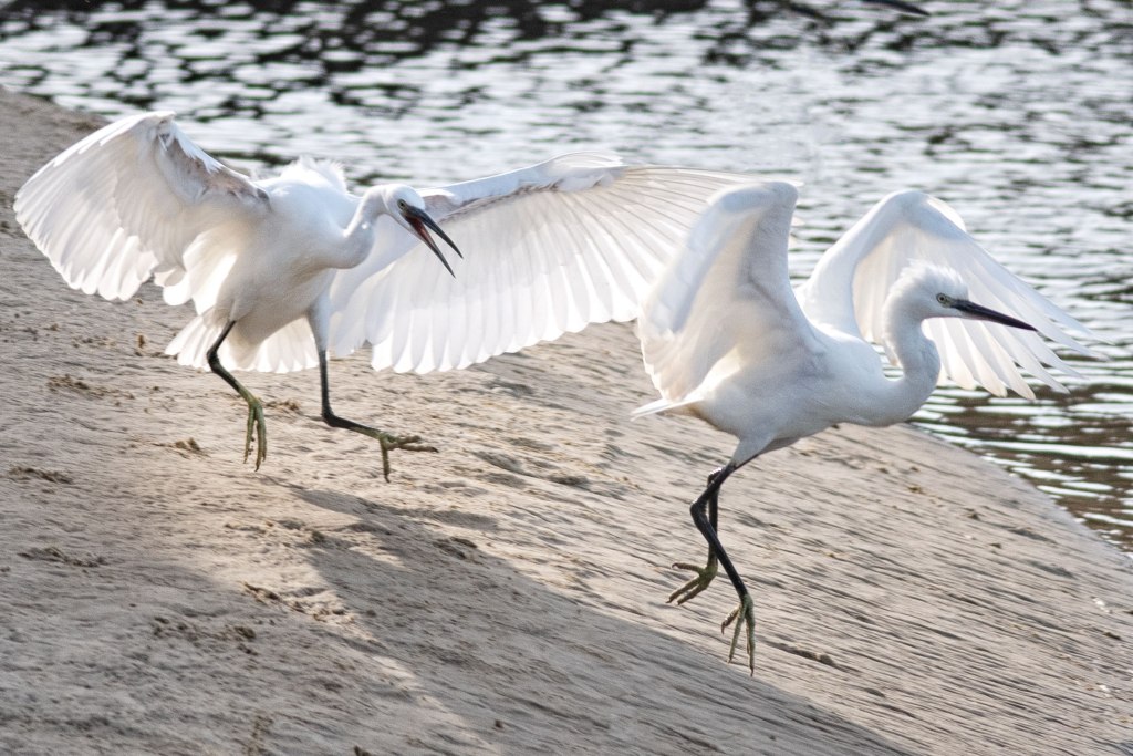 The Wonderful Return of the Little&nbsp;Egret